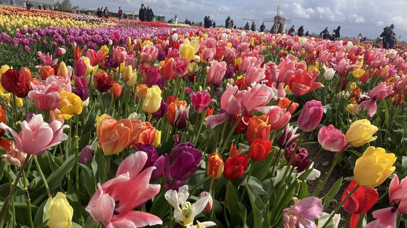 Tulip fields in full bloom in Lisse, just outside Amsterdam