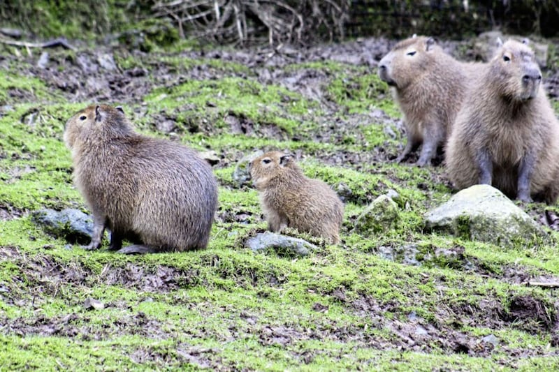 The capybara is often referred to as a giant guinea pig 
