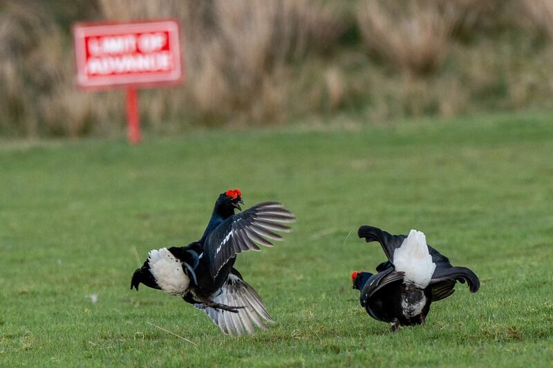 Black grouse ‘lek’ mating ritual in Argyll and Bute .