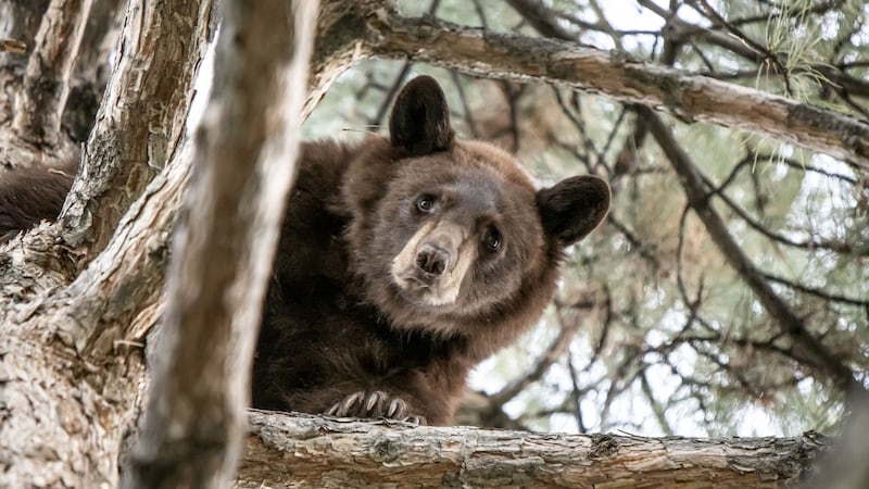 The bear was placed in a trap and relocated to the Wasatch Mountains.