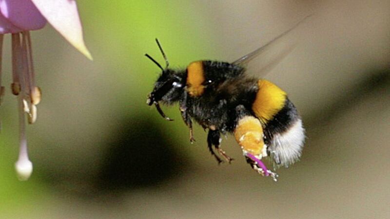 The pace of decline among Ireland&#39;s bumblebees far outstrips the rate of global deterioration 
