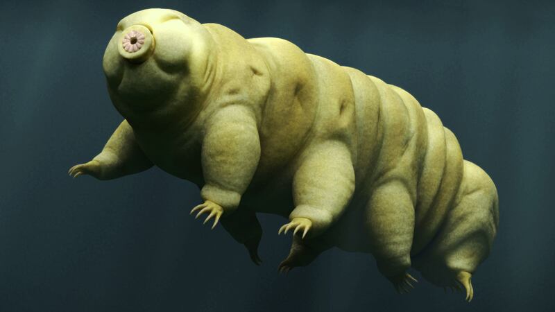 Christmas just wouldn’t be Christmas without a tardigrade, would it?