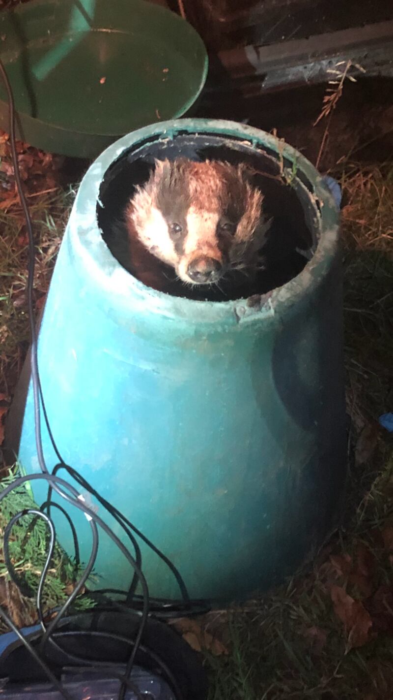 A badger stuck in a two-foot compost bin.