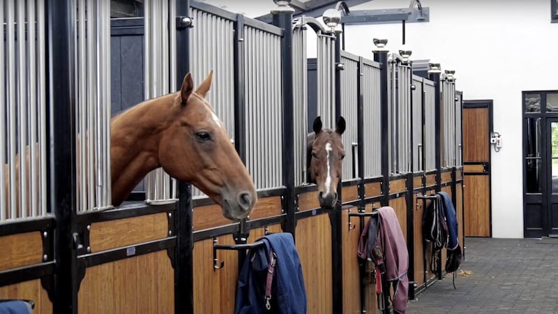Horses at the Glenpatrick Sports Horses stables in Templepatrick 