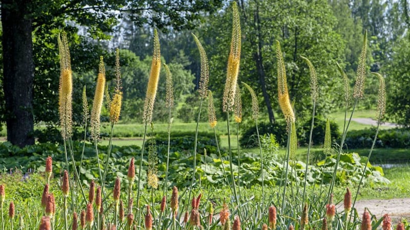 Eremurus or foxtail lilies are tall, stately perennials with fleshy, starfish like roots 