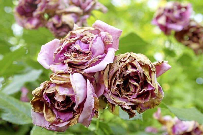 The most common reason for roses wilting is because the soil is too dry 