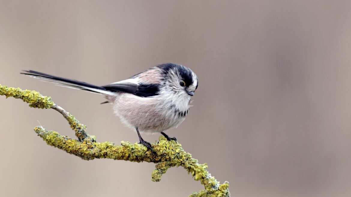 The long-tailed tit is a common and widespread breeding species in woodland thickets and hedges throughout Ireland 