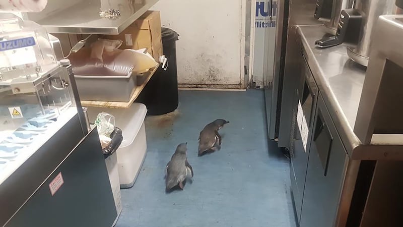 The birds returned to the shop despite being taken back to the ocean by police in Wellington.