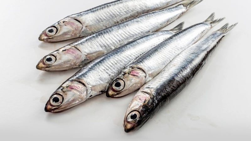 Every year, millions of tons of anchovies are caught, crushed, and their omega-rich oil is extracted for dietary supplements 