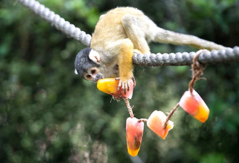 Squirrel monkey 