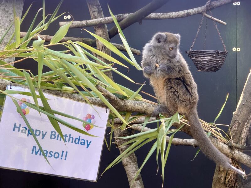Maso the Lake Alaotran gentle lemur celebrates his birthday (Bristol Zoo Gardens/PA).