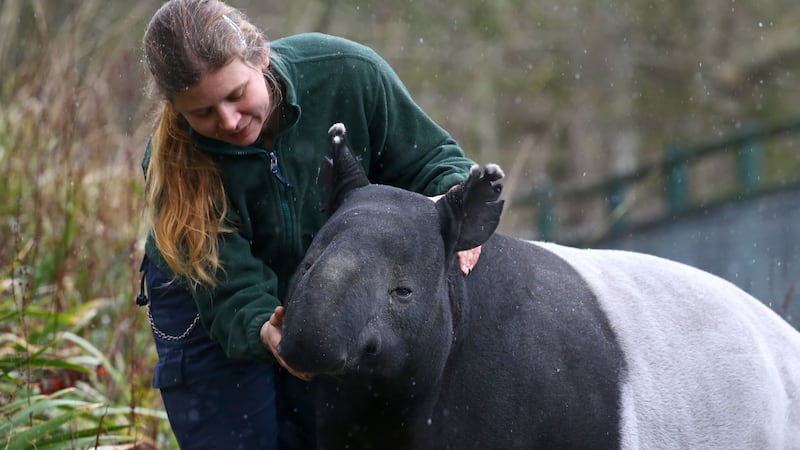 Kingut the Malayan tapir received treats including a birthday cake made of carrots as he celebrated turning 41.