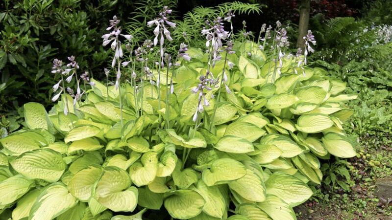 Hostas are long-lived herbaceous perennials and a great utility plant 