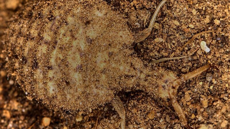 ‘Spiral digging’ ensures prey have no chance once they stumble into an antlion pit, a study has shown.