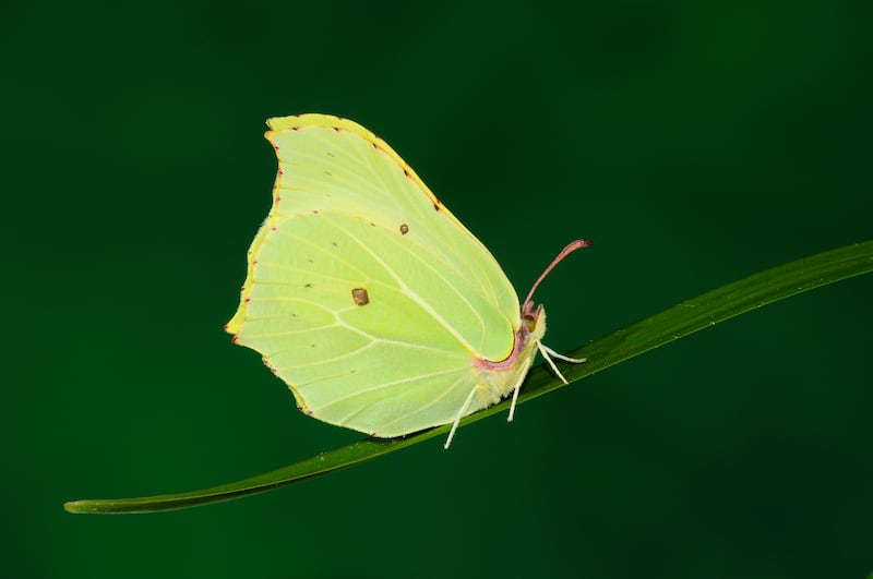 Brimstone butterfly at rest on blade of grass