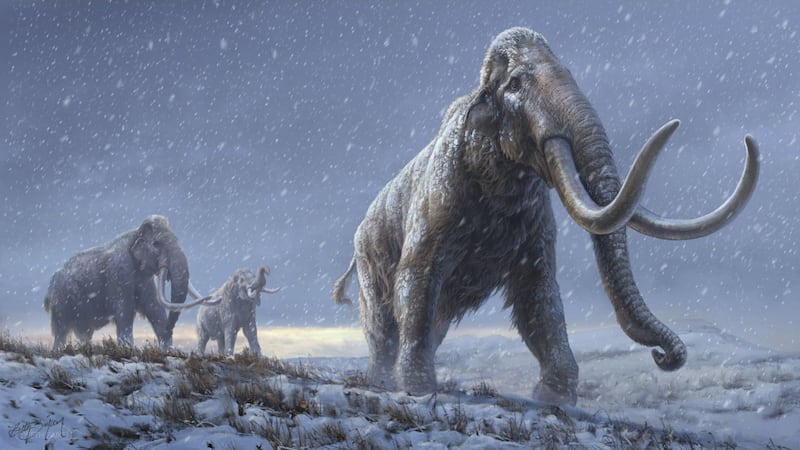 Prehistoric elephants, mammoths and their relatives were already in decline by the time humans started hunting them, new research suggests.