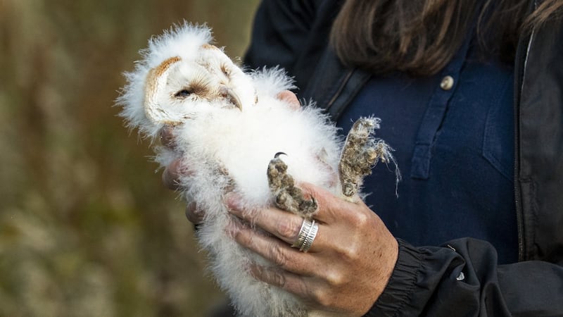 One of four barn owlets that was ringed close to the shores of Lough Neagh in Crumlin, Co. Antrim. Picture by Liam McBurney, PA