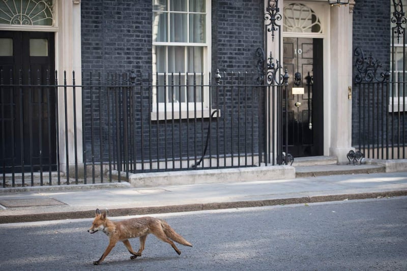 Fox in Downing Street