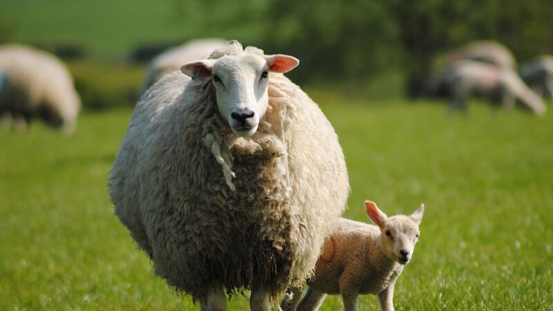 Bluetongue affects livestock including sheep