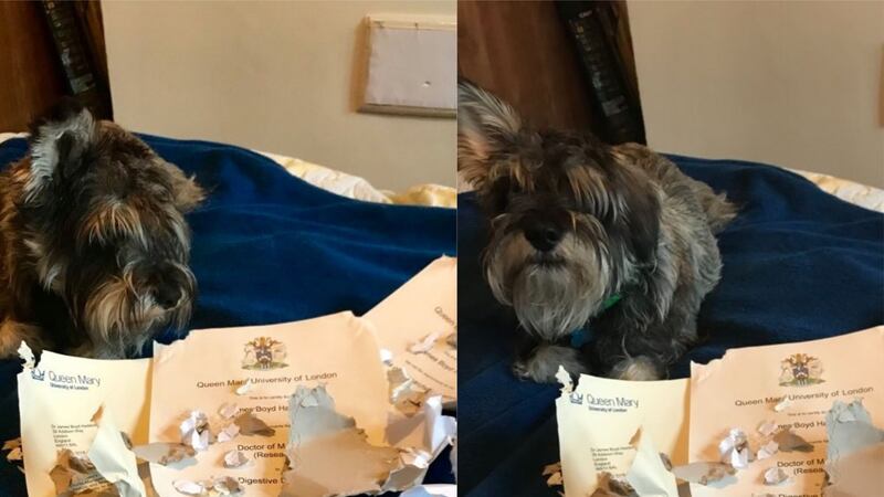 Archie loves paper so much that he broke into the mail sack, and James Haddow’s degree certificate fell victim.