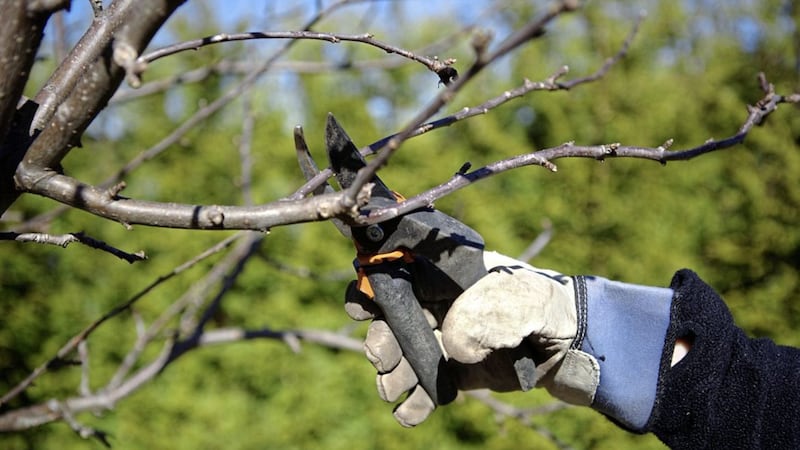 Pruning is a job that doesn&#39;t have to take a long time 
