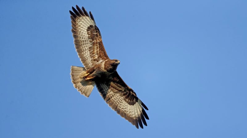 Signs that birds are readying for spring include buzzards performing acrobatic displays to impress a mate 