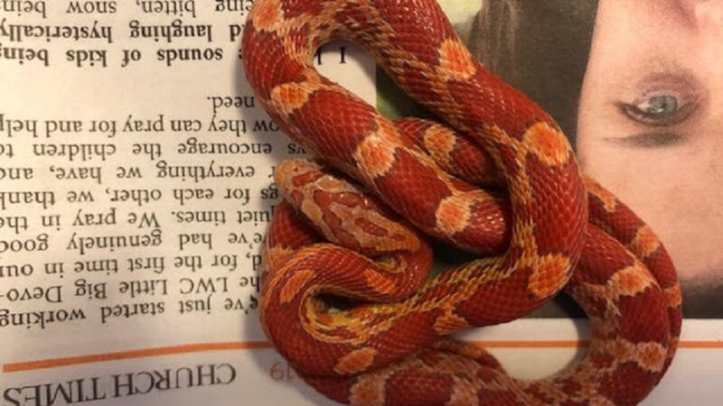 The snake, believed to be an escaped pet, has not been claimed by anyone and now could be rehomed by the RSPCA.