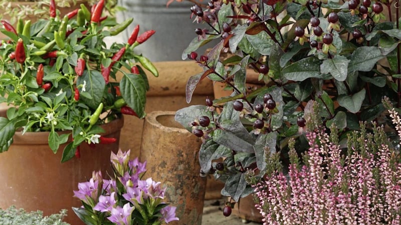 Use a selection of flowering and edible plants at different heights in pots 