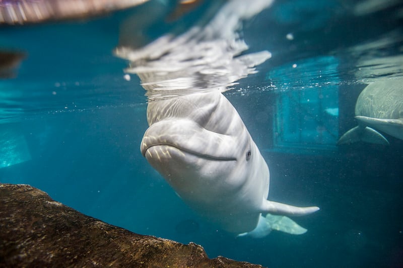 Mauyak the beluga whale