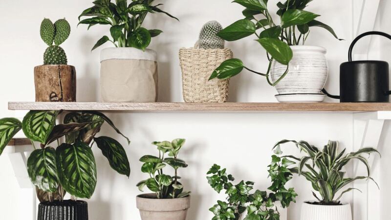 Take the hassle out of gardening with indoor plants 