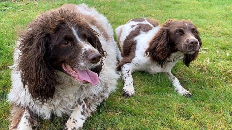 Nine-year-old springer spaniel Philip could barely walk but now has found a love for swimming.