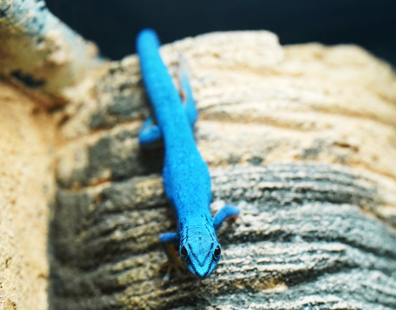 A turquoise dwarf gecko, one of the species threatened by the pet trade