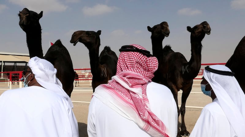 Festivals across the country celebrate the camel’s significance.