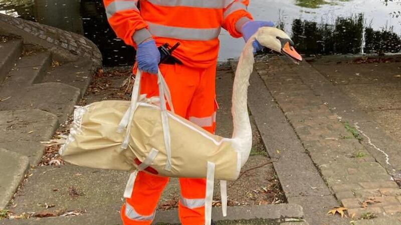 Network Rail said the bird was rescued from tracks in Staines, Surrey.