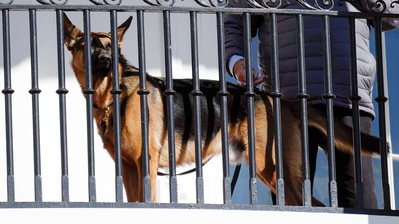 President Joe Biden’s dog Commander looks out from a White House balcony (Carolyn Kaster/AP/PA)