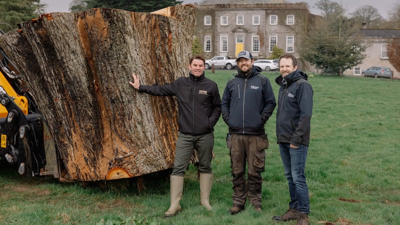 The ancient oak will be turned into whiskey casks to store the revived Preston’s brand (Brian Connolly/Bang Bang Visual)