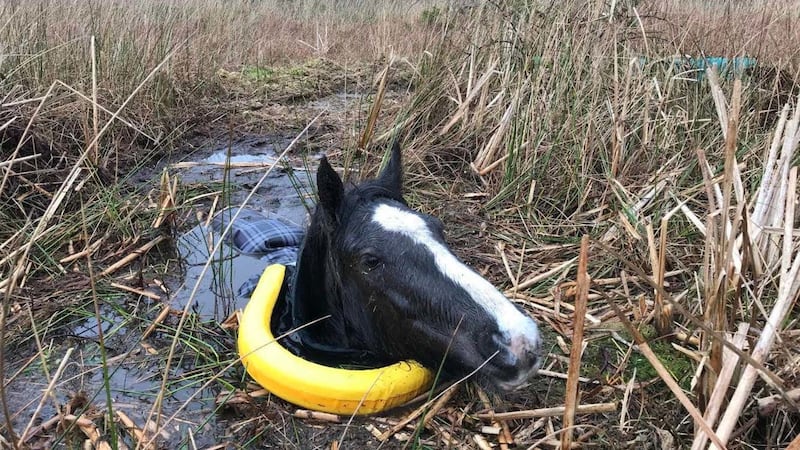 The RSPCA has said a horse is recovering but ‘understandably spooked’ after getting trapped in a bog in Wales.