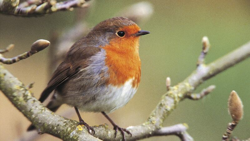 People are being encouraged to take part in the annual Big Garden Birdwatch at the end of the month.