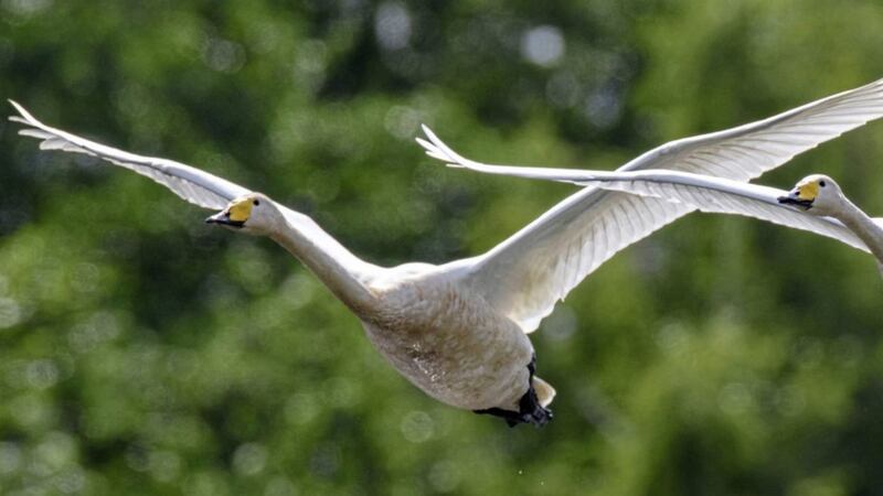 Whooper Swan (Cygnus cygnus) in flight 