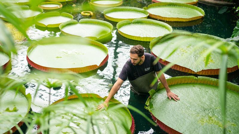Along with 16,900 species of plant, Kew Gardens is growing a budding collection of world record titles.