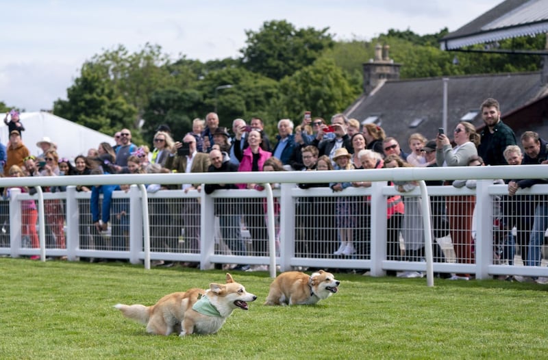 Corgi derby