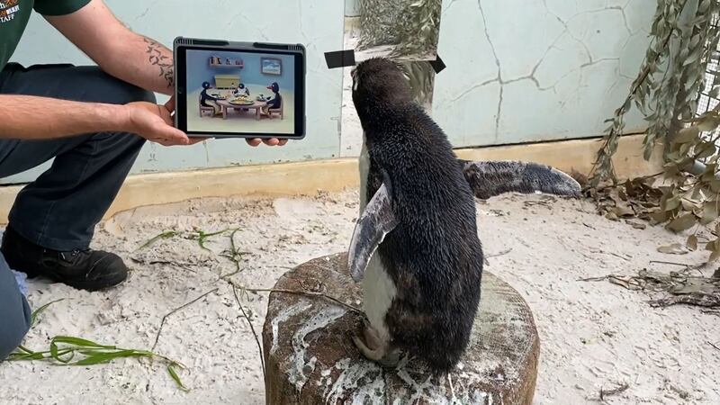 Pierre, a northern rockhopper penguin at Perth Zoo, is also being shown livestreams of penguins at other zoos around the world.