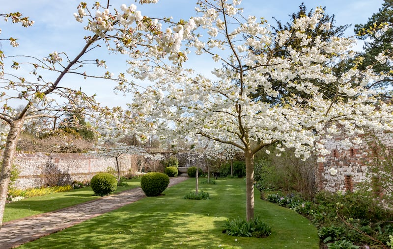 Cherry Blossom at Grey's Court