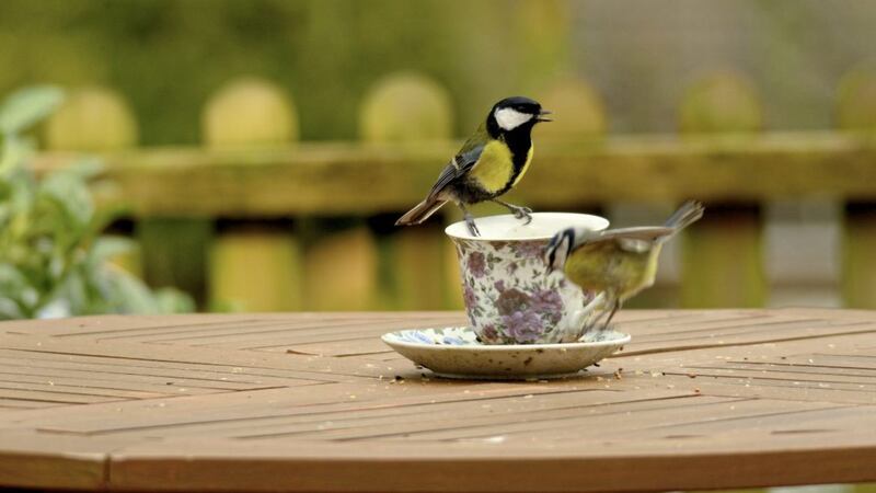 Birds at a winter table are only concerned with storing up enough fat reserves and calories to survive another night of frost 