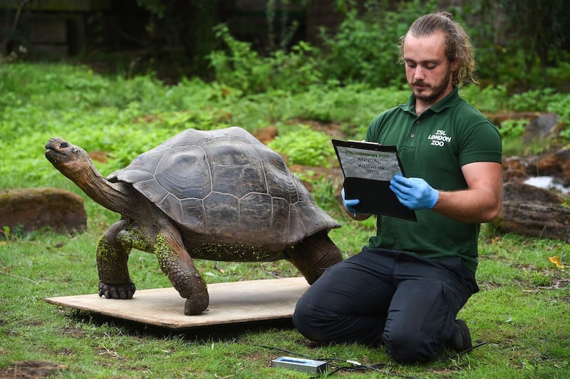 Keeper Joe Capon weighs Polly the Galapagos giant tortoise during the annual weigh-in at ZSL London Zoo, London 