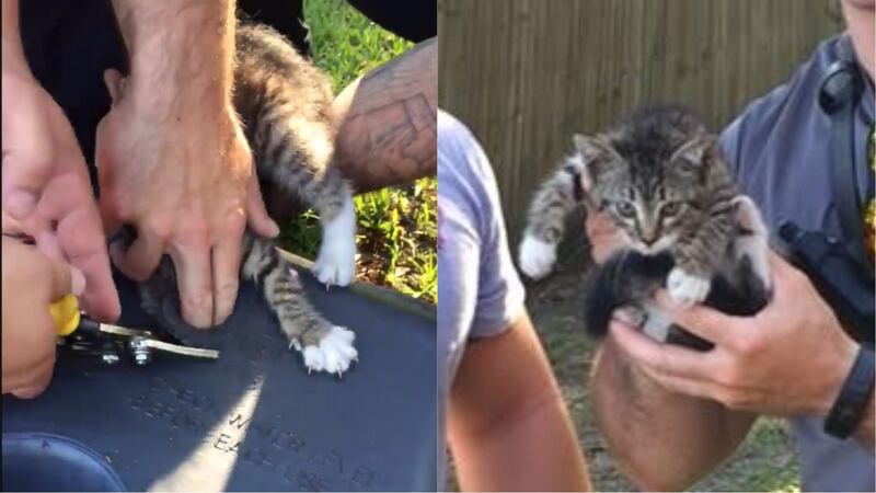 The kitty from Louisiana had to be cut free by the fire department.