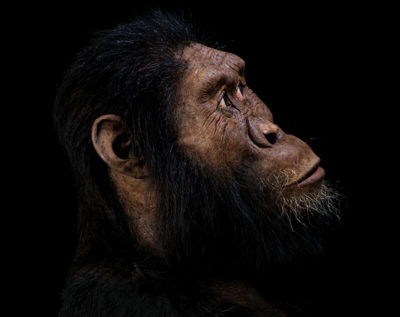 Facial reconstruction by John Gurche (Matt Crow/Cleveland Museum of Natural History)