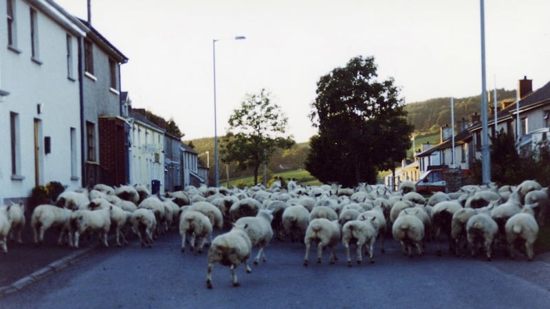 <b>CA-BAAA:</b>&nbsp;Sheep taking a stroll in the hamlet of Cappagh in Sean Sweeney's picture from 2004<address>&nbsp;