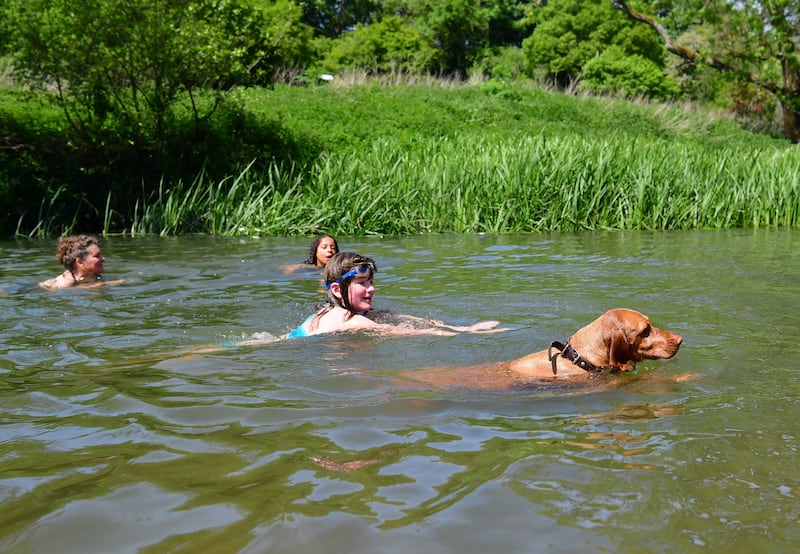 Three-year-old German vizsla Willow joins swimmers