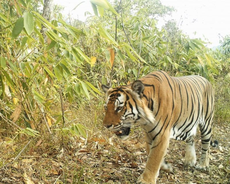 Undated handout photo issued by WWF of a tiger in the hill forests of Northern Karen State, Burma, as the first camera trap surveys from the 